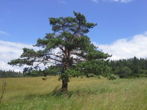 Beskid sądecki 2014