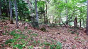 z Powroźnika do Krynicy